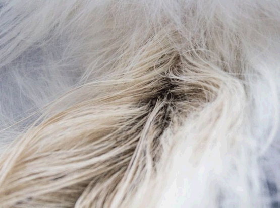 жирный хвост