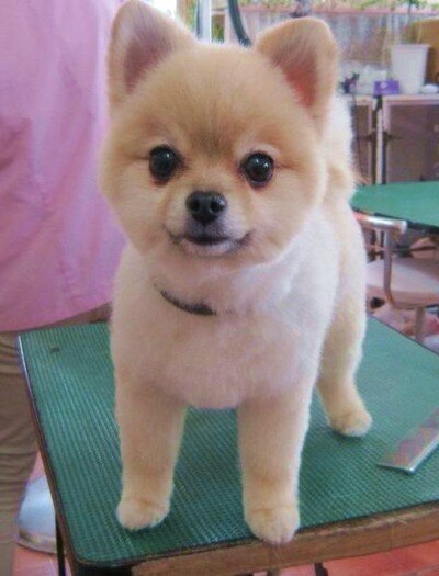 Шпиц игрушка