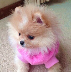 стрижка шпицев