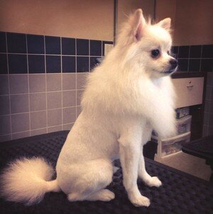 стрижка шпица лев