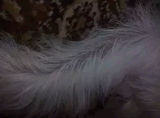 жирный хвост