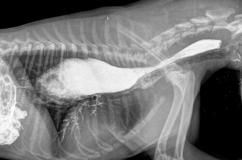 мегаэзофагус