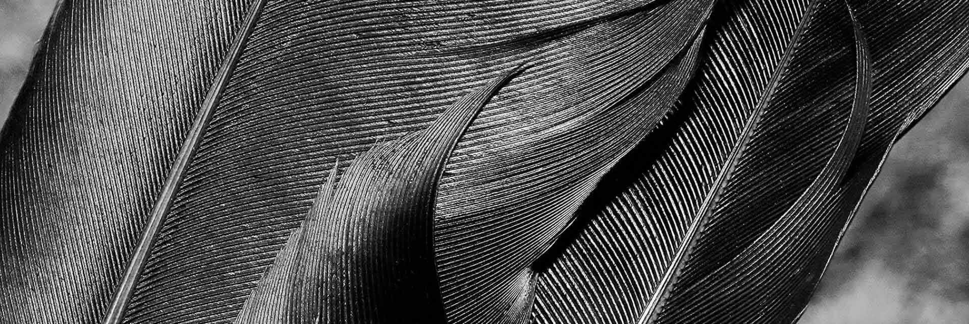 корм из перьев