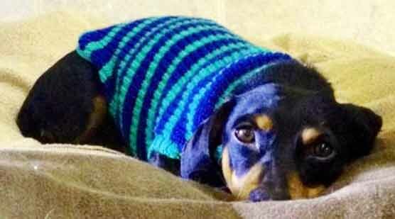 Такса в свитере