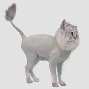 стрижка кошек подо льва