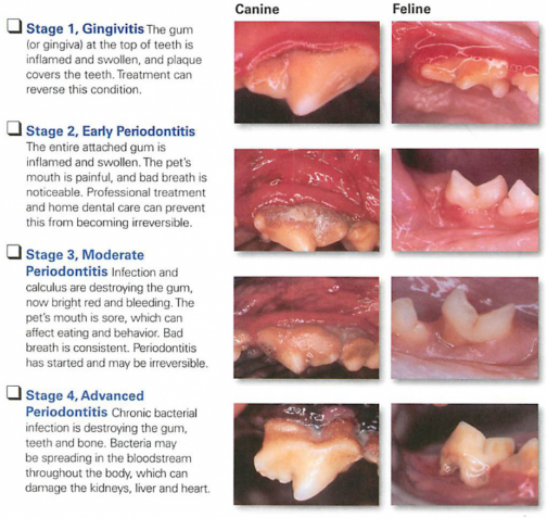 zubnoy-kamen-u-sobak Зубной камень у собак