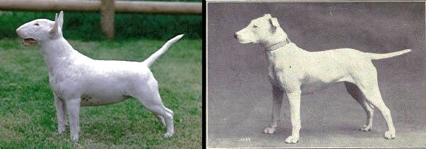 бультерьер