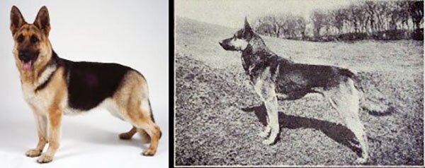 немецкая овчарка