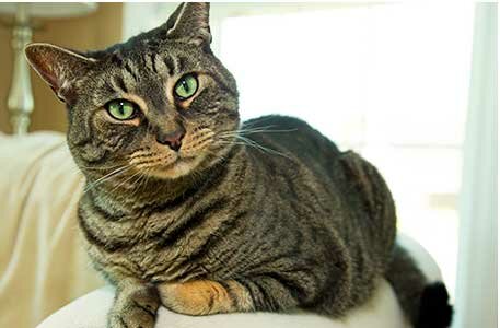 домашний кот