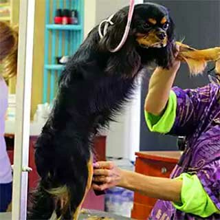 стрижка средней породы