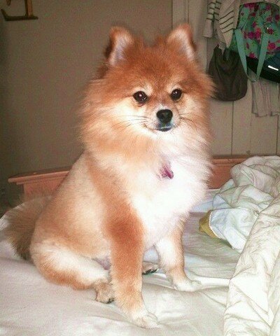 шпиц с гривой