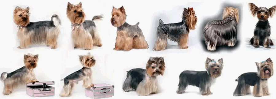 Стрижки йорков