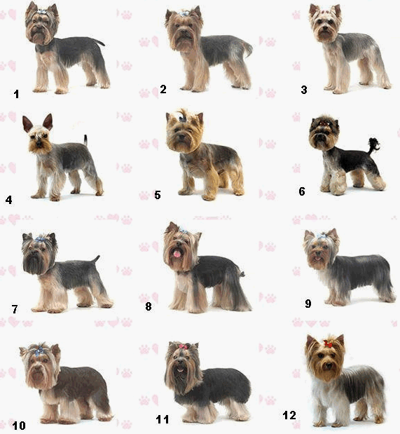 Стрижка йорка