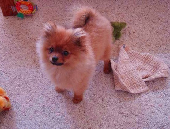 Шпиц пополам