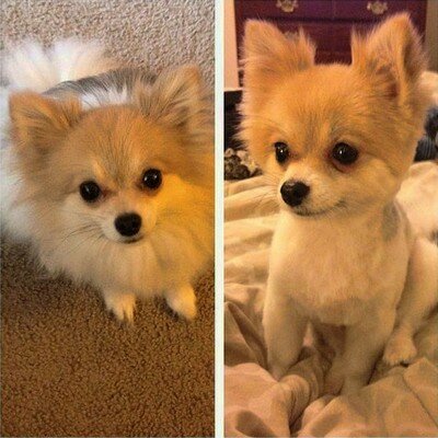 стрижка шпица под машинку