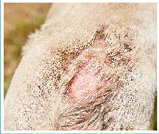 Поражения кожи