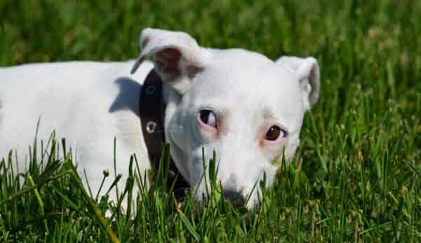 собака и трава