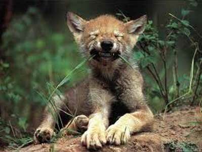 волк ест траву