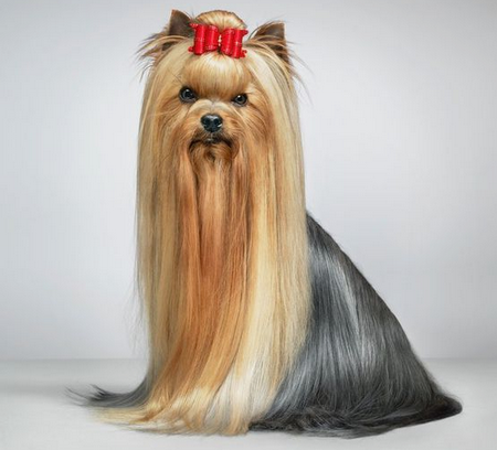 Красивый Йорк