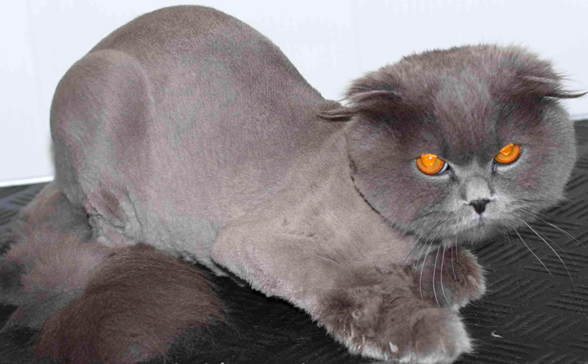 Заказать стрижку кошки