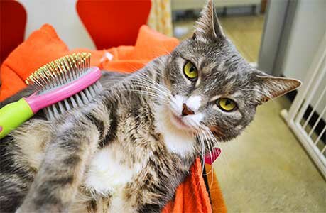 чистка кошки