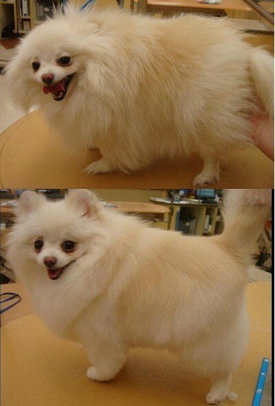 груминг шпица