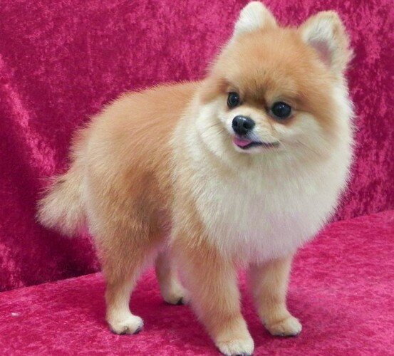 шпиц лисичка