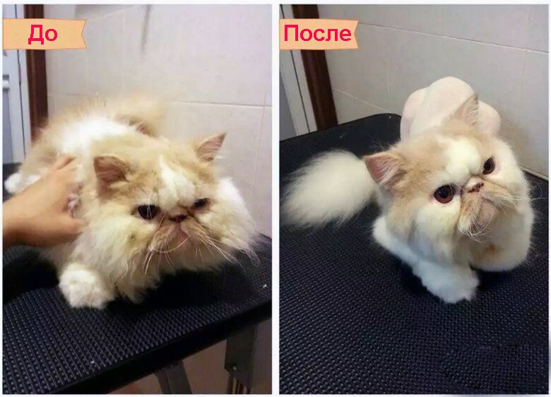 стрижка кошек в Ижевске