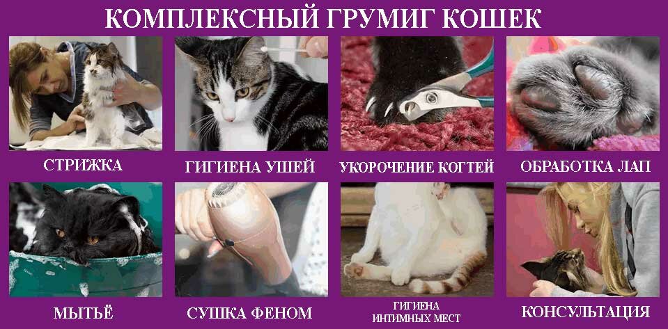 Комплексный груминг кошек