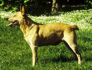 Собака без хвоста