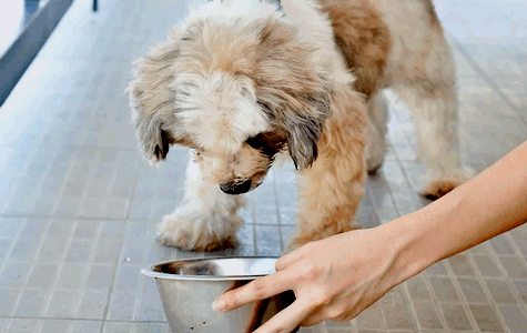 Кормление собаки
