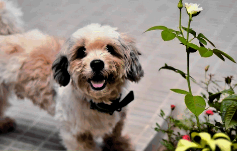 собака и роза
