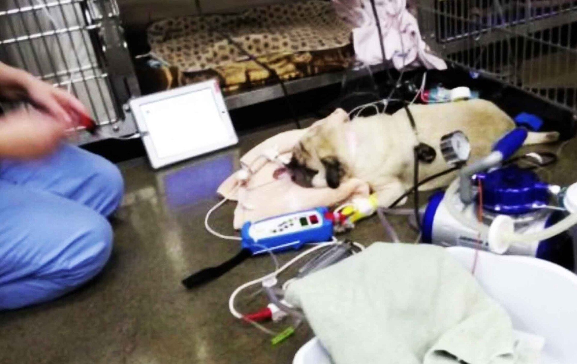 Отравление мопса