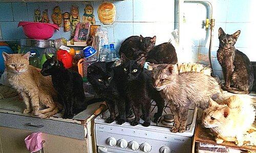 бездомные кошки