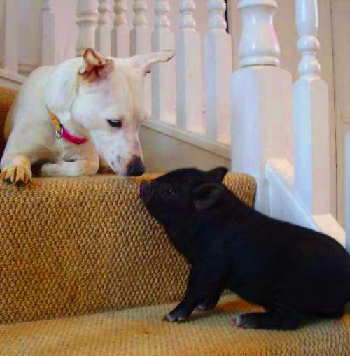 собака и свинья