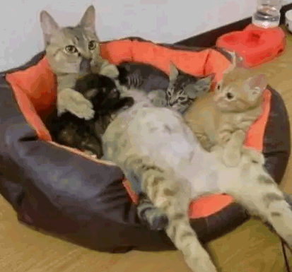 Кошка беременна