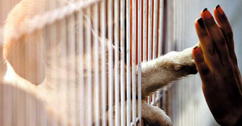 собака и человек