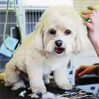 мелкая порода