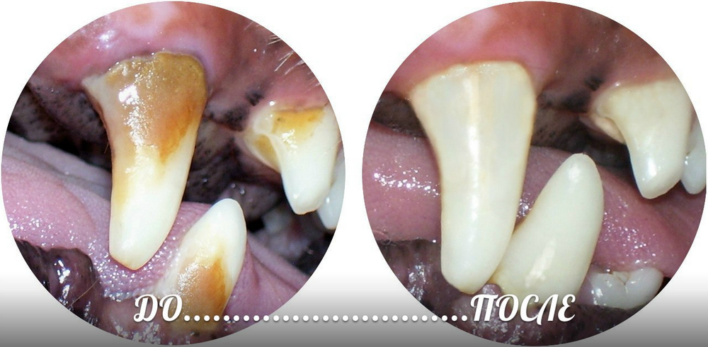 Чистка зубов собаке ультразвуком
