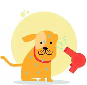 Сушка собак феном