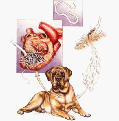 Дирофиляриоз у собак