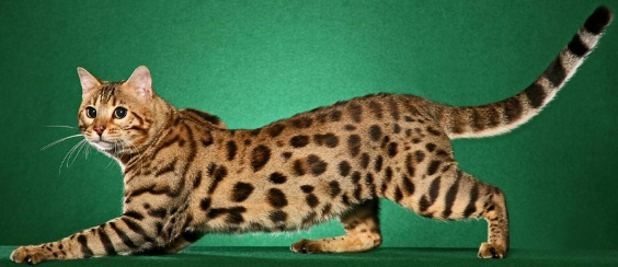 Шерсть кошки