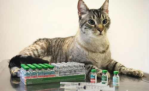 прививка кошке