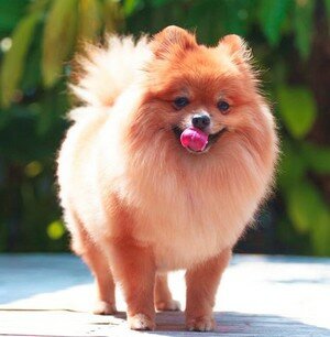 классическая стрижка шпица