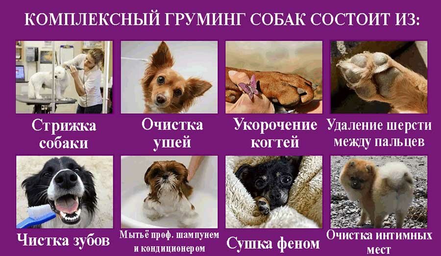 Комплексный груминг собак