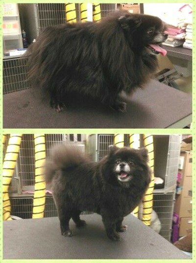 заросший шпиц