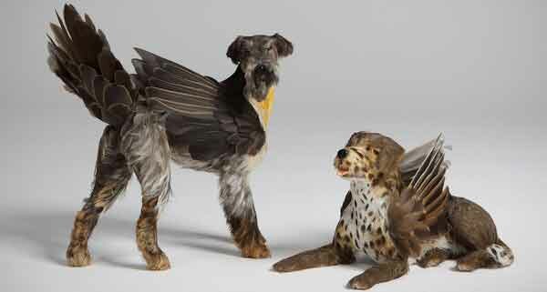 собака в перьях