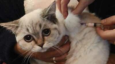 вакцинация кошки