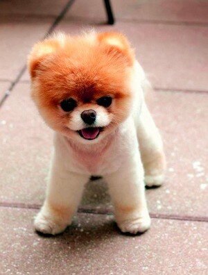 шпиц как лев