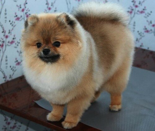 шпиц стриженные лапы